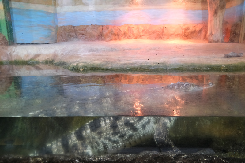 【首爾】COEX水族館：韓國最大室內水族館！2萬隻海洋生物＆美人魚表演好精彩