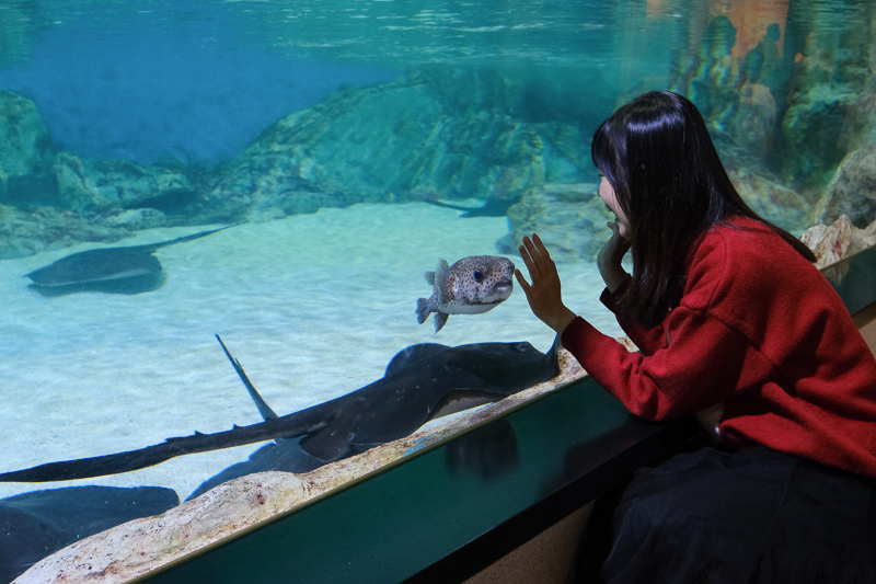 【首爾】COEX水族館：韓國最大室內水族館！2萬隻海洋生物＆美人魚表演好精彩