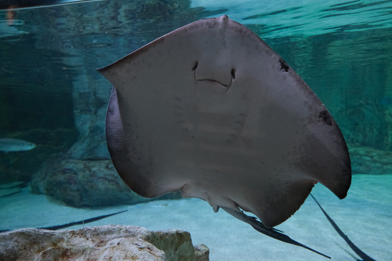 【首爾】COEX水族館：韓國最大室內水族館！2萬隻海洋生物＆美人魚表演好精彩