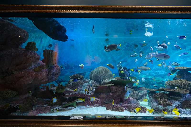 【首爾】COEX水族館：韓國最大室內水族館！2萬隻海洋生物＆美人魚表演好精彩