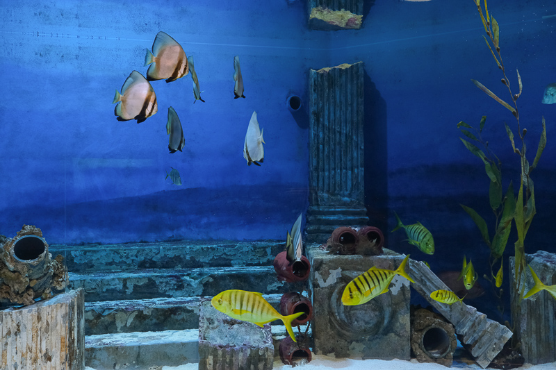 【首爾】COEX水族館：韓國最大室內水族館！2萬隻海洋生物＆美人魚表演好精彩