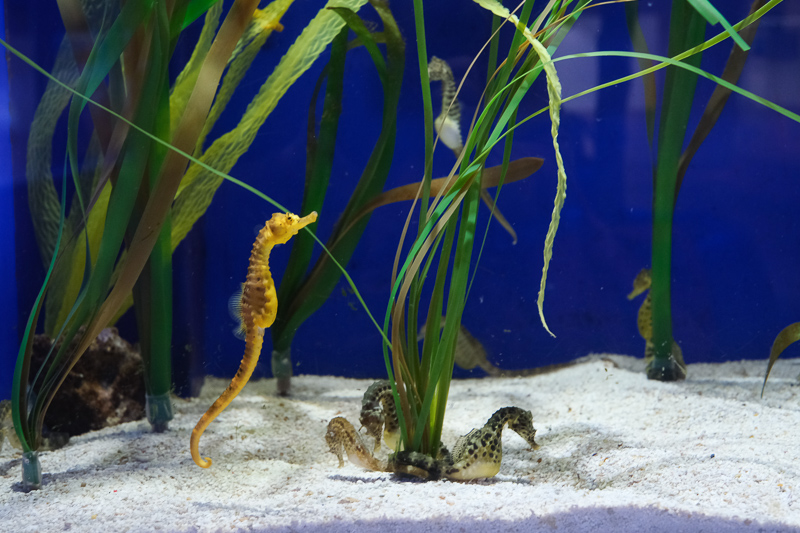【首爾】COEX水族館：韓國最大室內水族館！2萬隻海洋生物＆美人魚表演好精彩