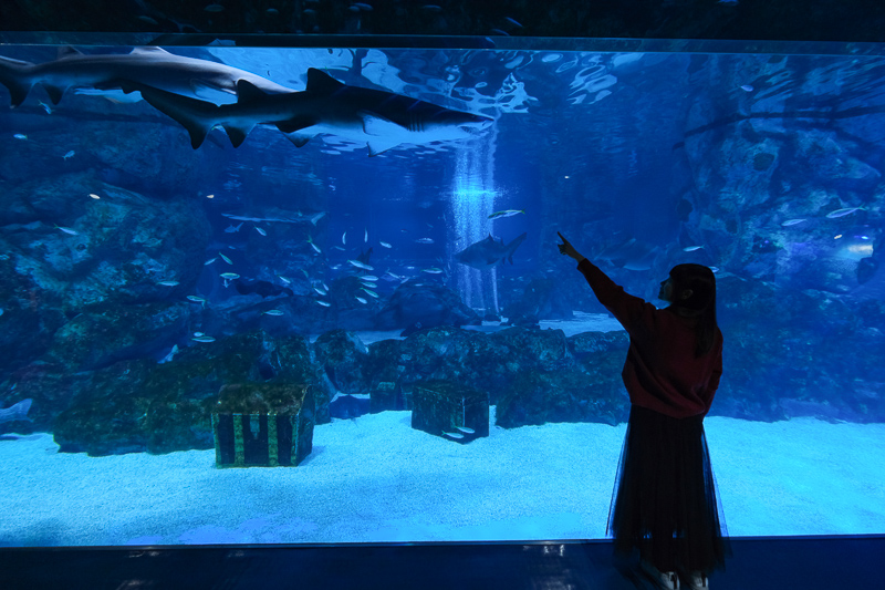 【首爾】COEX水族館：韓國最大室內水族館！2萬隻海洋生物＆美人魚表演好精彩