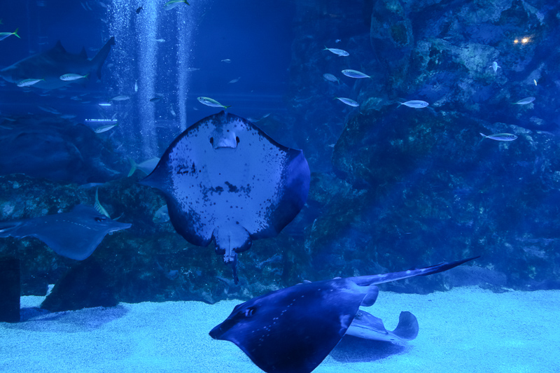 【首爾】COEX水族館：韓國最大室內水族館！2萬隻海洋生物＆美人魚表演好精彩