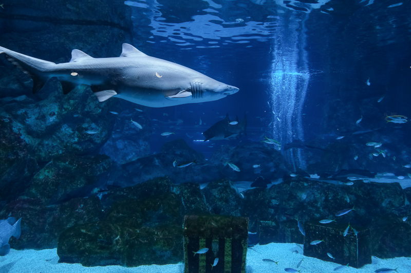 【首爾】COEX水族館：韓國最大室內水族館！2萬隻海洋生物＆美人魚表演好精彩