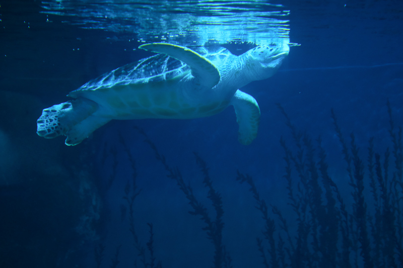 【首爾】COEX水族館：韓國最大室內水族館！2萬隻海洋生物＆美人魚表演好精彩