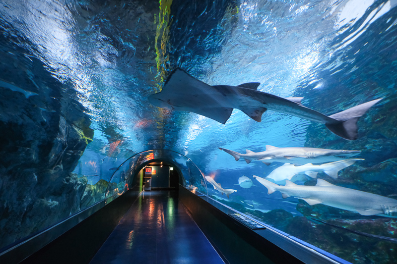 【首爾】COEX水族館：韓國最大室內水族館！2萬隻海洋生物＆美人魚表演好精彩