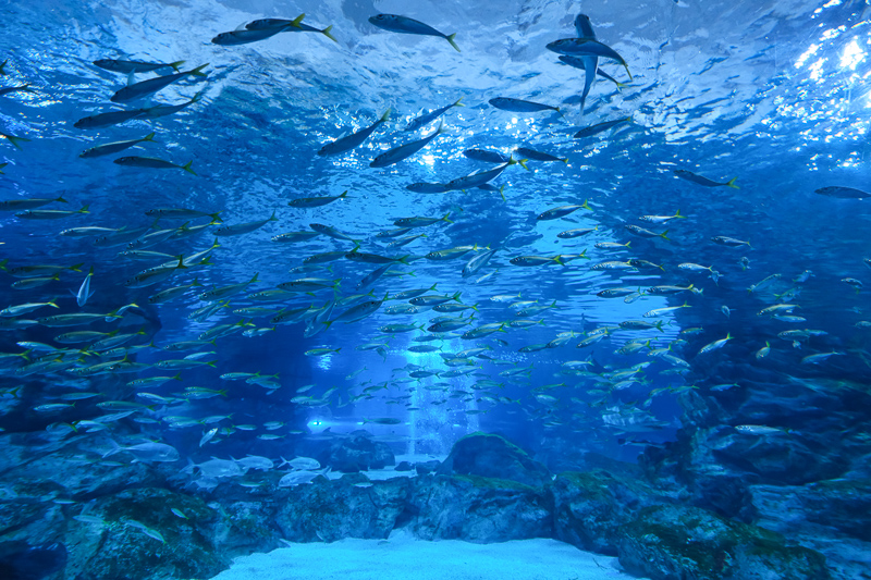 【首爾】COEX水族館：韓國最大室內水族館！2萬隻海洋生物＆美人魚表演好精彩