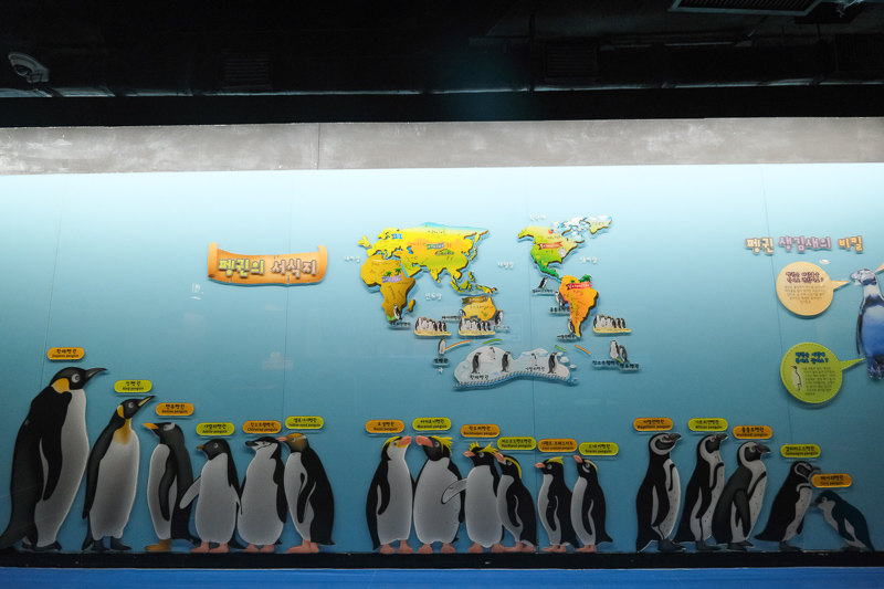 【首爾】COEX水族館：韓國最大室內水族館！2萬隻海洋生物＆美人魚表演好精彩