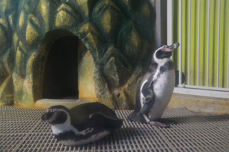 【首爾】COEX水族館：韓國最大室內水族館！2萬隻海洋生物＆美人魚表演好精彩