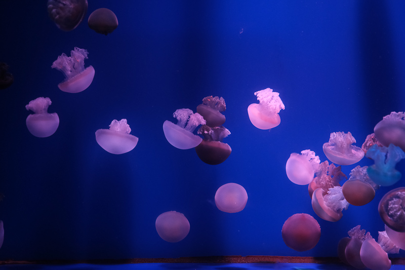 【首爾】COEX水族館：韓國最大室內水族館！2萬隻海洋生物＆美人魚表演好精彩