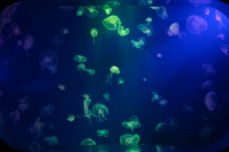 【首爾】COEX水族館：韓國最大室內水族館！2萬隻海洋生物＆美人魚表演好精彩