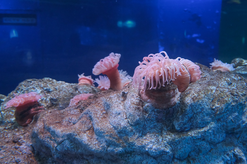 【首爾】COEX水族館：韓國最大室內水族館！2萬隻海洋生物＆美人魚表演好精彩