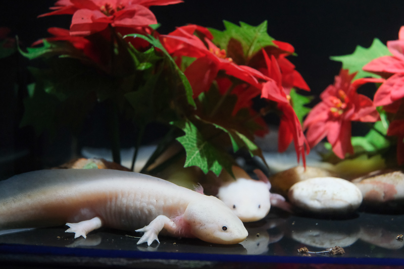 【首爾】COEX水族館：韓國最大室內水族館！2萬隻海洋生物＆美人魚表演好精彩