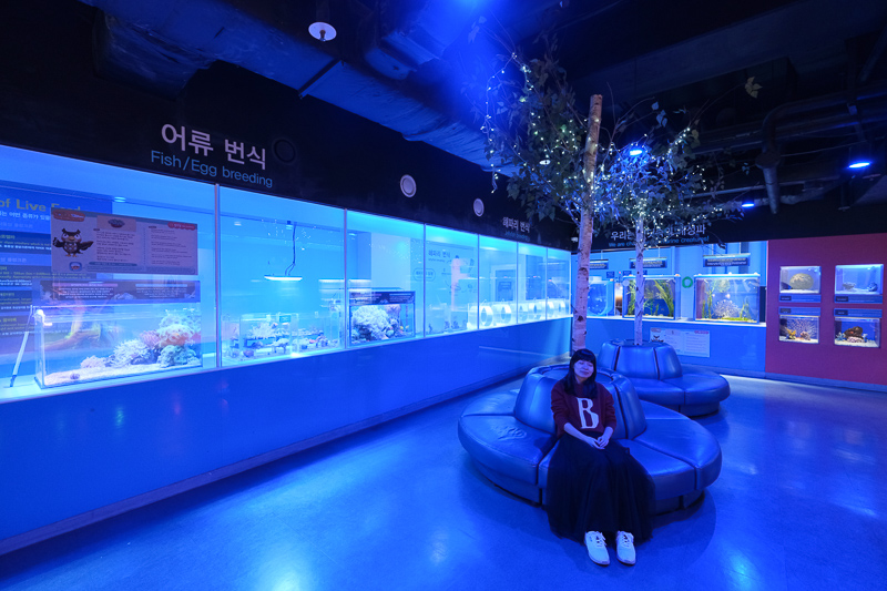 【首爾】COEX水族館：韓國最大室內水族館！2萬隻海洋生物＆美人魚表演好精彩