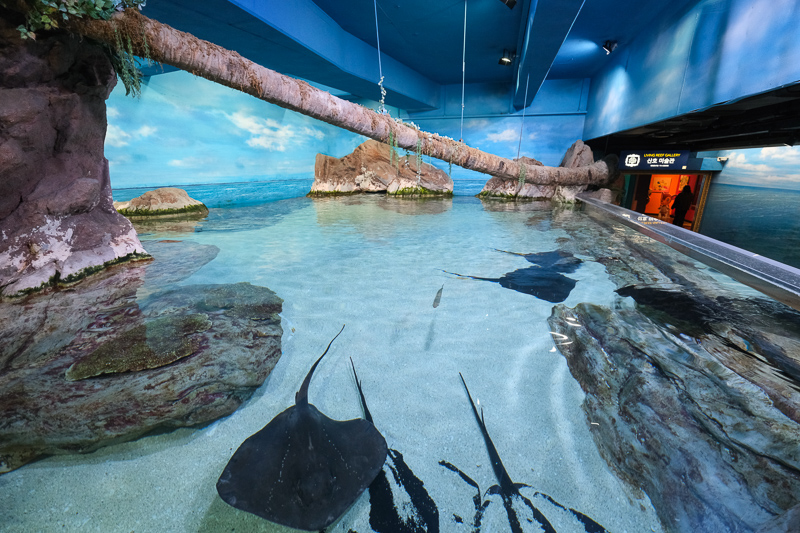 【首爾】COEX水族館：韓國最大室內水族館！2萬隻海洋生物＆美人魚表演好精彩