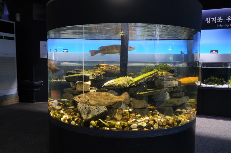【首爾】COEX水族館：韓國最大室內水族館！2萬隻海洋生物＆美人魚表演好精彩