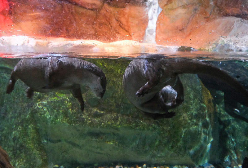 【首爾】COEX水族館：韓國最大室內水族館！2萬隻海洋生物＆美人魚表演好精彩