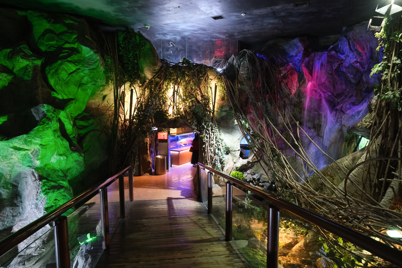 【首爾】COEX水族館：韓國最大室內水族館！2萬隻海洋生物＆美人魚表演好精彩
