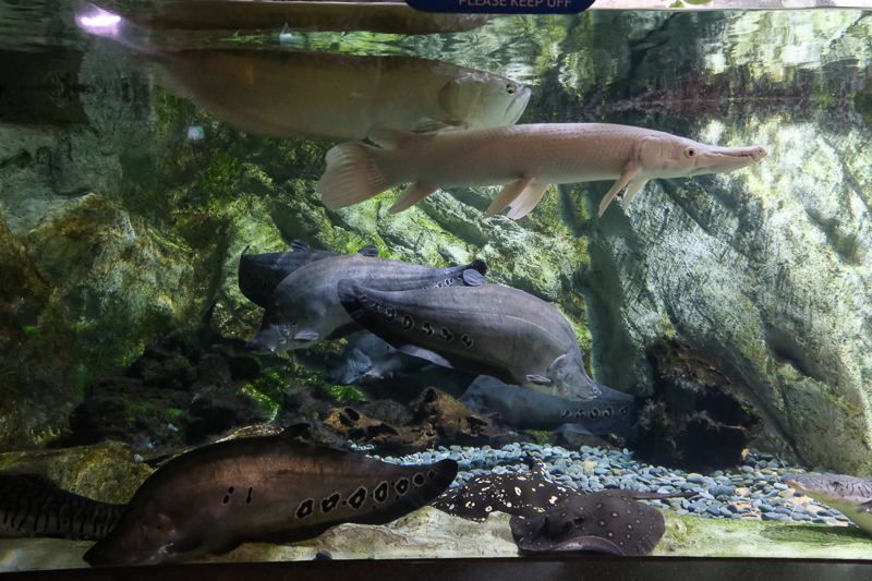 【首爾】COEX水族館：韓國最大室內水族館！2萬隻海洋生物＆美人魚表演好精彩