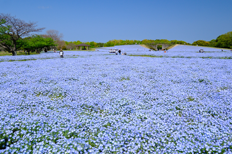 【2025福岡自由行】最強福岡行程安排懶人包！景點美食、交通花費全攻略