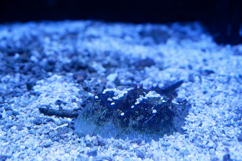 【澎湖】澎湖水族館：餵食秀超精彩！門票優惠＆海星觸摸池親子必