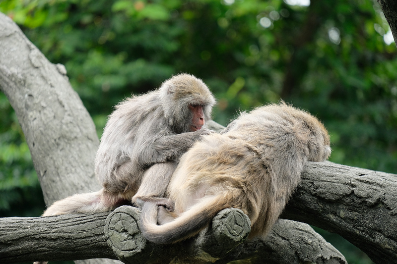 【台北市立動物園】木柵動物園：超萌企鵝熊貓無尾熊！門票停車＆