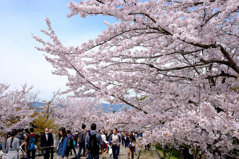 【京都】蹴上傾斜鐵道櫻花：廢棄鐵道搭盛開櫻花，人潮洶湧賞櫻景