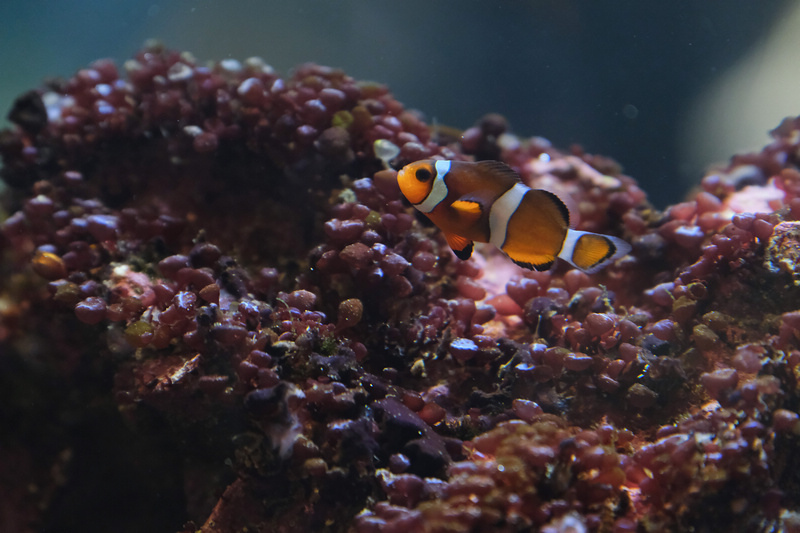 【沖繩】DMM Kariyushi水族館：餵食必看重點＆門票