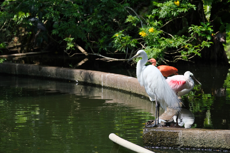 【沖繩】名護自然動植物公園：零距離接觸動物！鐵道火車和飛禽表