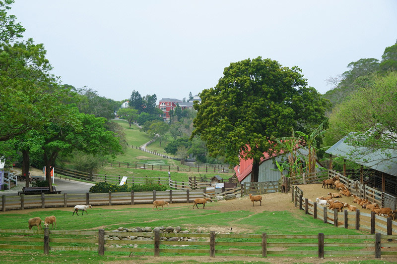 【苗栗通霄】飛牛牧場：擠奶餵羊趣！門票優惠、住宿餐廳親子一日