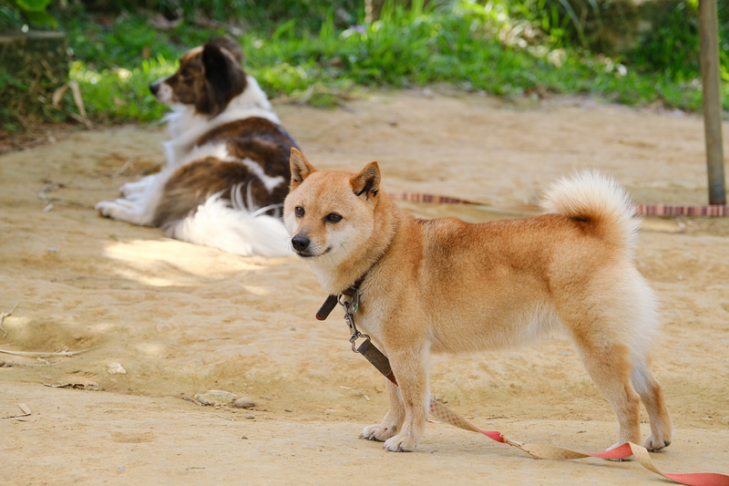 【沖繩】名護自然動植物公園：零距離接觸動物！鐵道火車和飛禽表