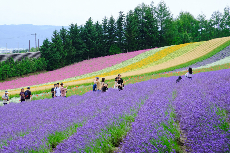 【北海道】富田農場：薰衣草花季美到爆炸！富良野花田最強景點狂