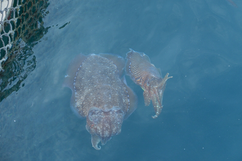 【澎湖】海上皇宮海洋牧場：鮮蚵吃到飽＆釣魚吃海鮮粥，門票優惠