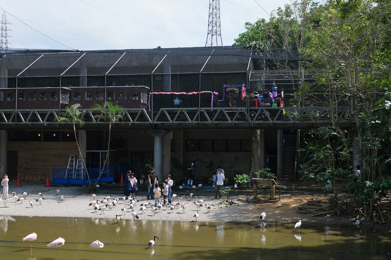 【沖繩】名護自然動植物公園：零距離接觸動物！鐵道火車和飛禽表