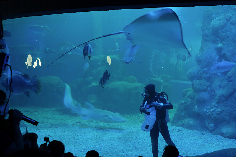 【澎湖】澎湖水族館：餵食秀超精彩！門票優惠＆海星觸摸池親子必