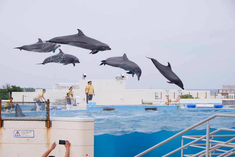 【沖繩】美麗海水族館最強攻略：必看表演、美食必買、門票交通大