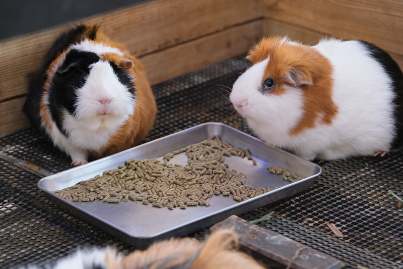 【沖繩】名護自然動植物公園：零距離接觸動物！鐵道火車和飛禽表