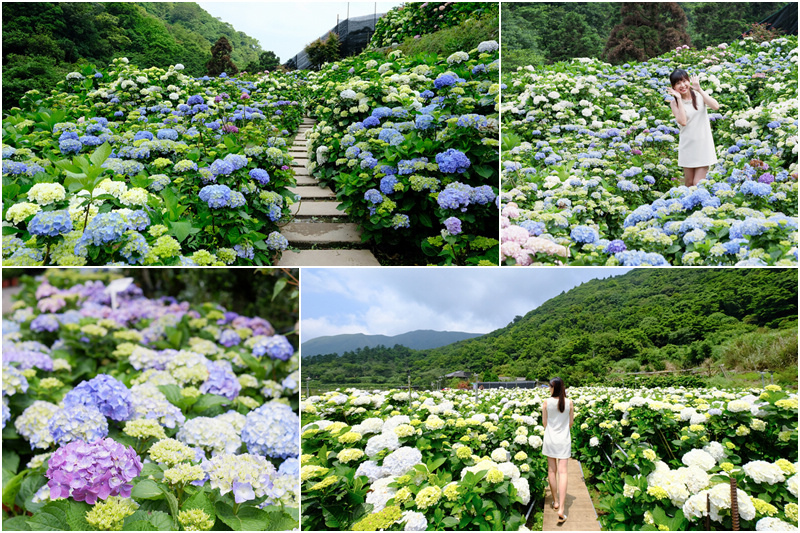 【2022陽明山繡球花季一日遊】6家竹子湖繡球花推薦＆交通管制餐廳彙整