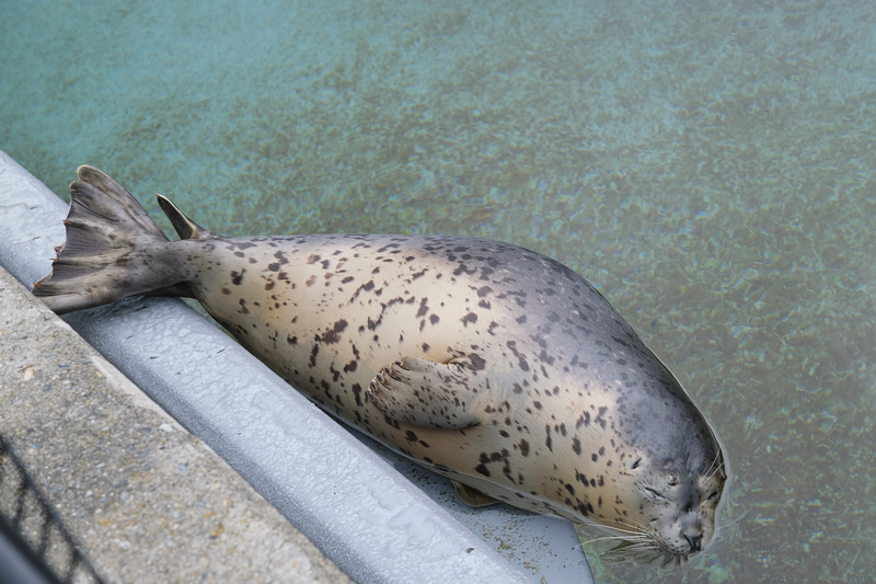 【北海道】旭山動物園：超夯企鵝散步＆北極熊游泳必看，含門票交