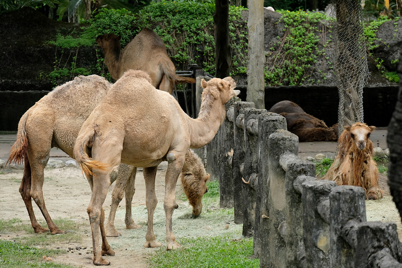 【台北市立動物園】木柵動物園：超萌企鵝熊貓無尾熊！門票停車＆