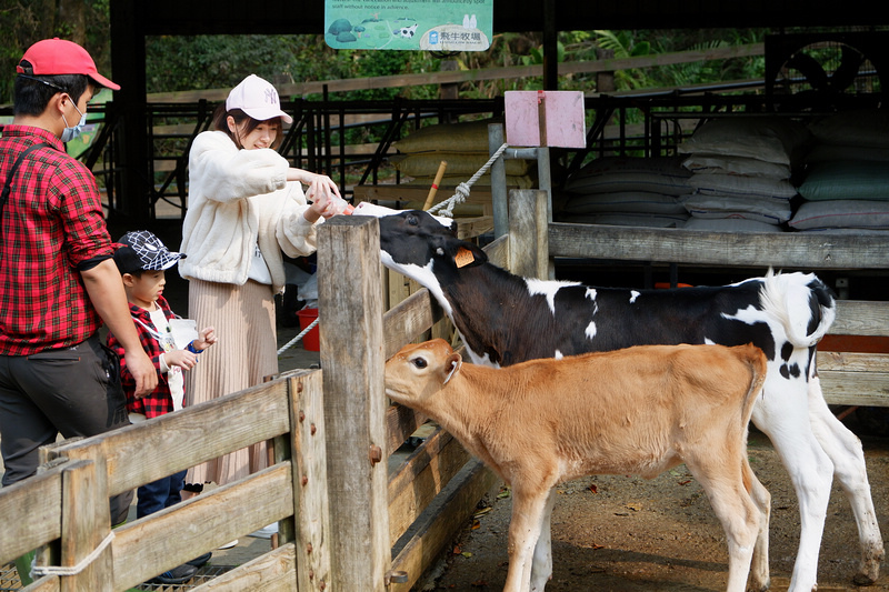 【苗栗通霄】飛牛牧場：擠奶餵羊趣！門票優惠、住宿餐廳親子一日