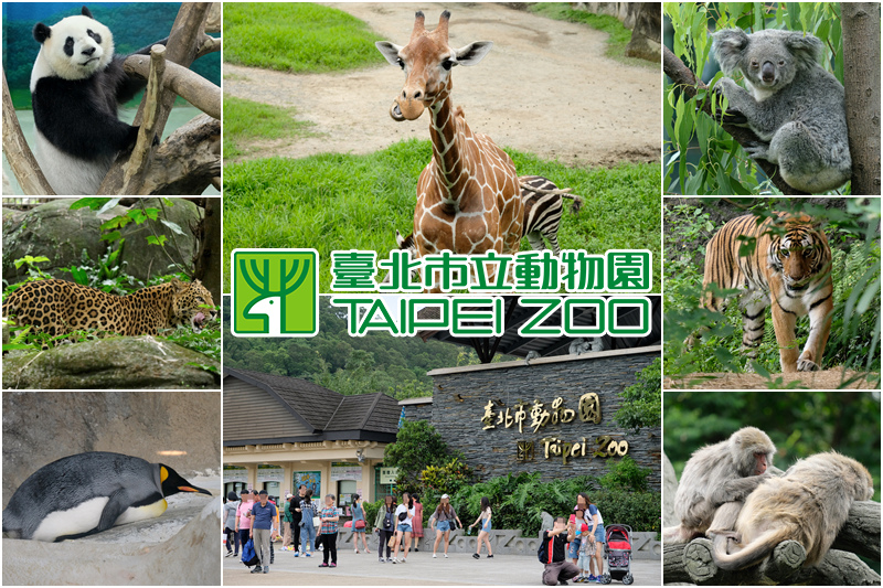 【2024木柵動物園】超萌企鵝熊貓無尾熊！台北市立動物園門票＆交通美食攻略