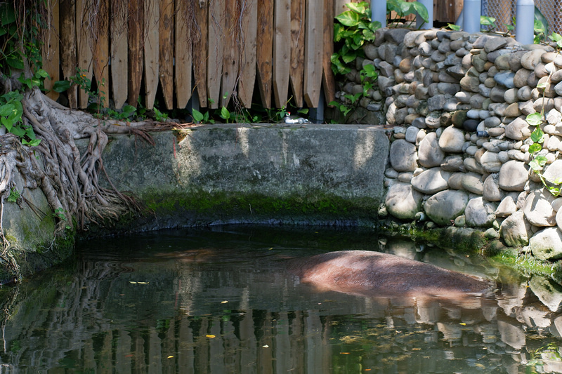 【新竹市立動物園】超美文青風動物園！門票交通美食＆附近景點一