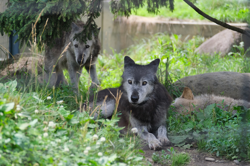 【北海道】旭山動物園：超夯企鵝散步＆北極熊游泳必看，含門票交