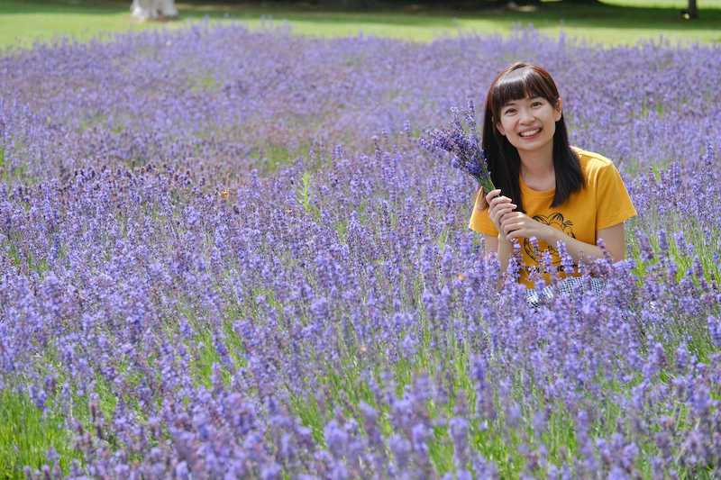 【札幌】羊之丘展望台：北海道開拓者之父！夏天薰衣草、冬天滑雪