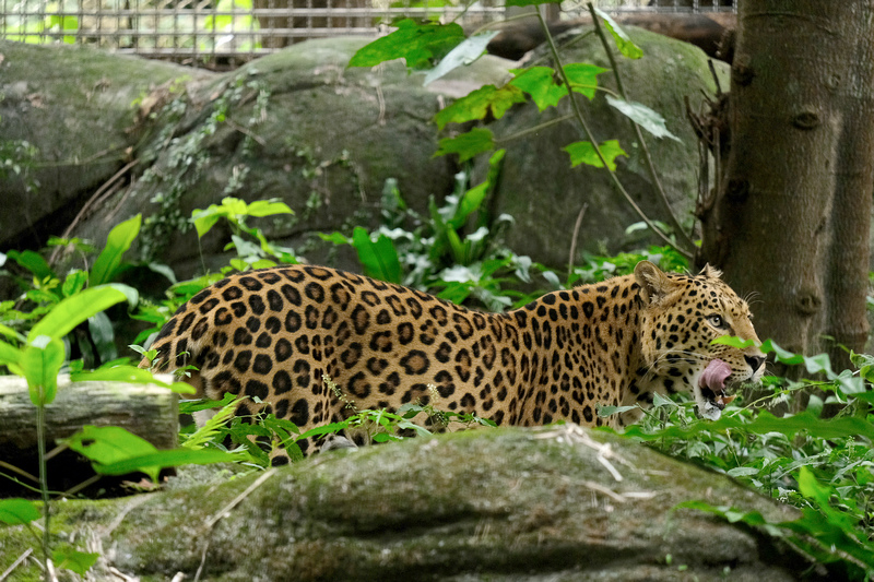 【台北市立動物園】木柵動物園：超萌企鵝熊貓無尾熊！門票停車＆