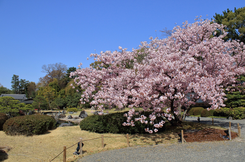 【京都】元離宮二條城：世界遺產！著名大政奉還場地，櫻花楓葉也