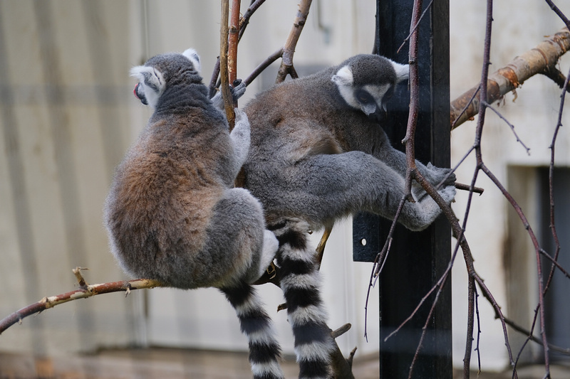 【北海道】旭山動物園：超夯企鵝散步＆北極熊游泳必看，含門票交