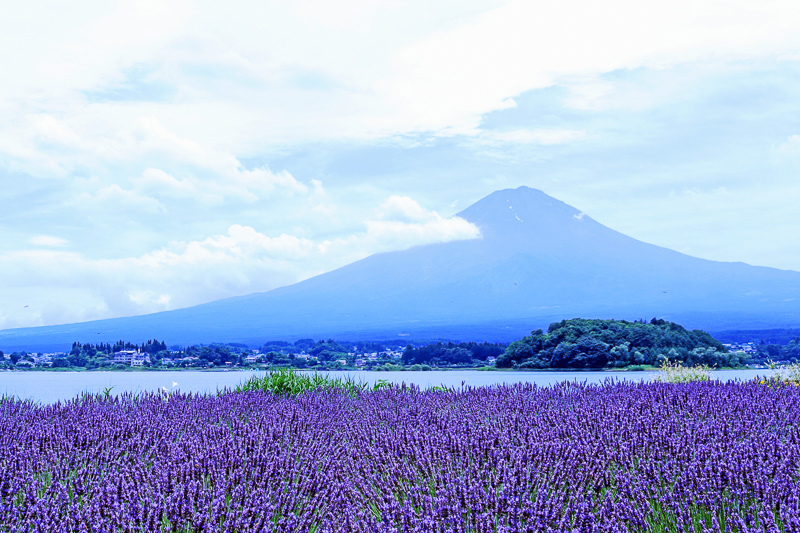 【河口湖】大石公園：巨無霸富士山視野美翻天！薰衣草、波波草花